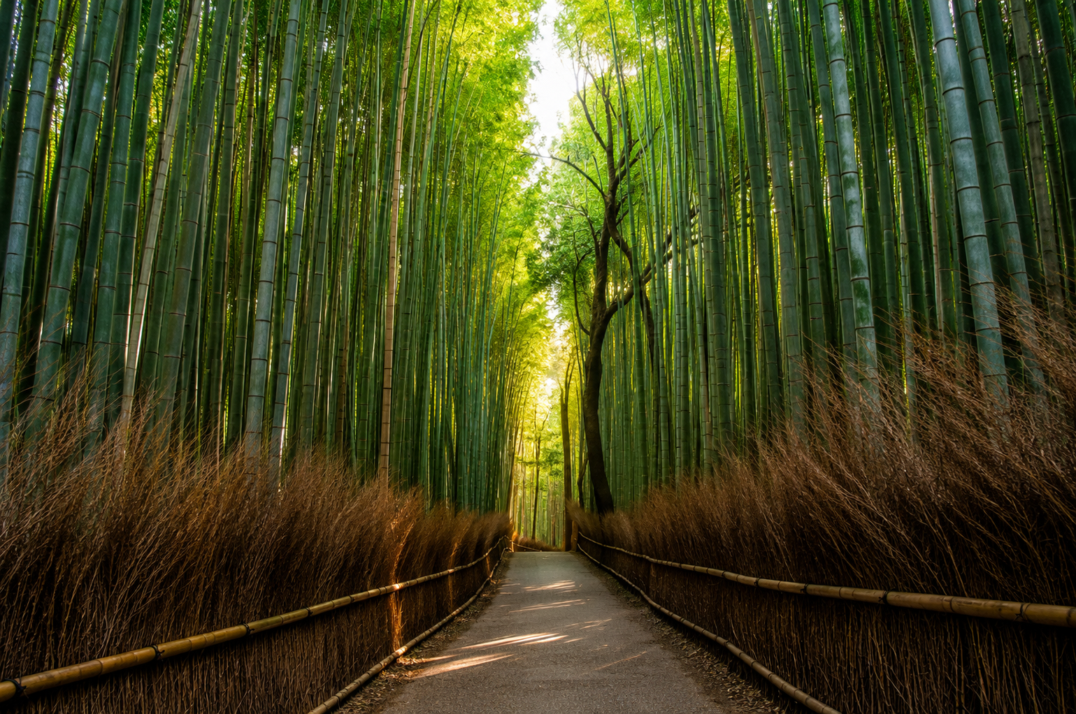 Japon 04